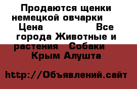 Продаются щенки немецкой овчарки!!! › Цена ­ 6000-8000 - Все города Животные и растения » Собаки   . Крым,Алушта